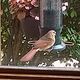 Illustration for article titled Help me identify this bird